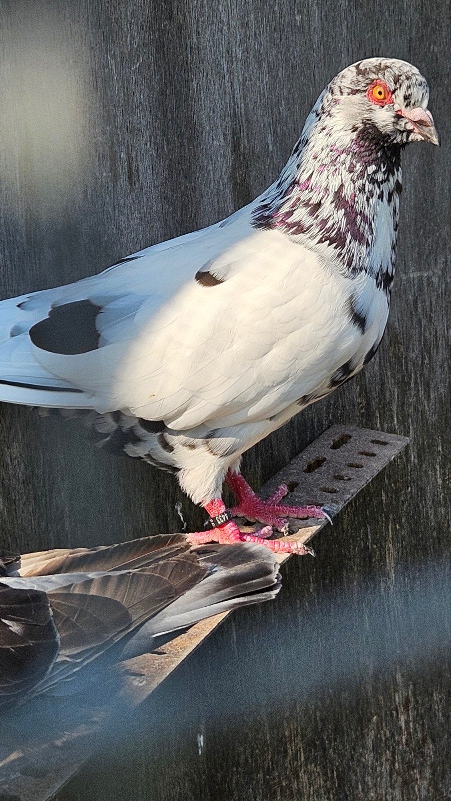 koppel romeinse reuzeduiven, Dieren en Toebehoren, Meerdere dieren