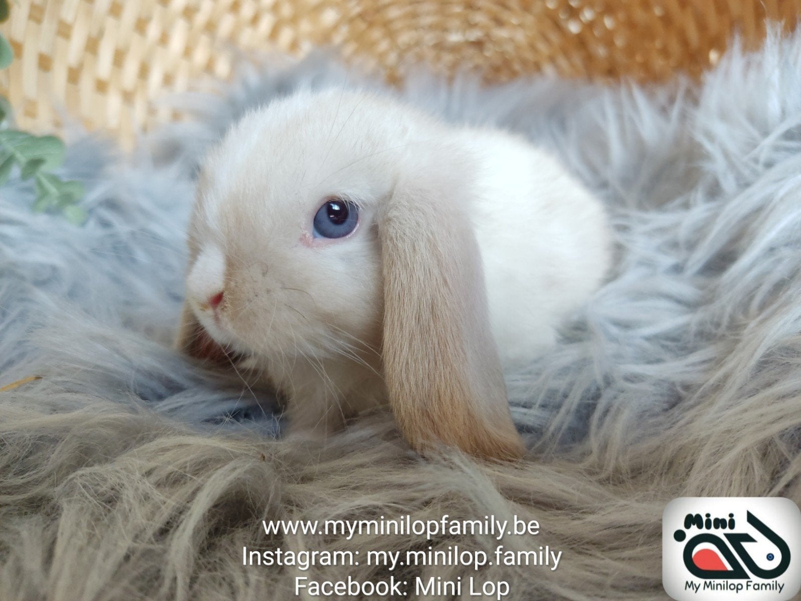 Baby minilop de race pure, lapin bélier (transport possible), Animaux & Accessoires, Lapins, Nain, Mâle, 0 à 2 ans, Oreilles tombantes