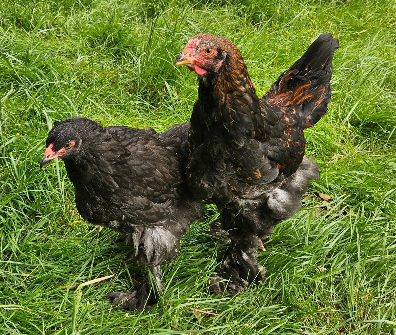 Koppel Brahma groothoenders, Dieren en Toebehoren, Pluimvee