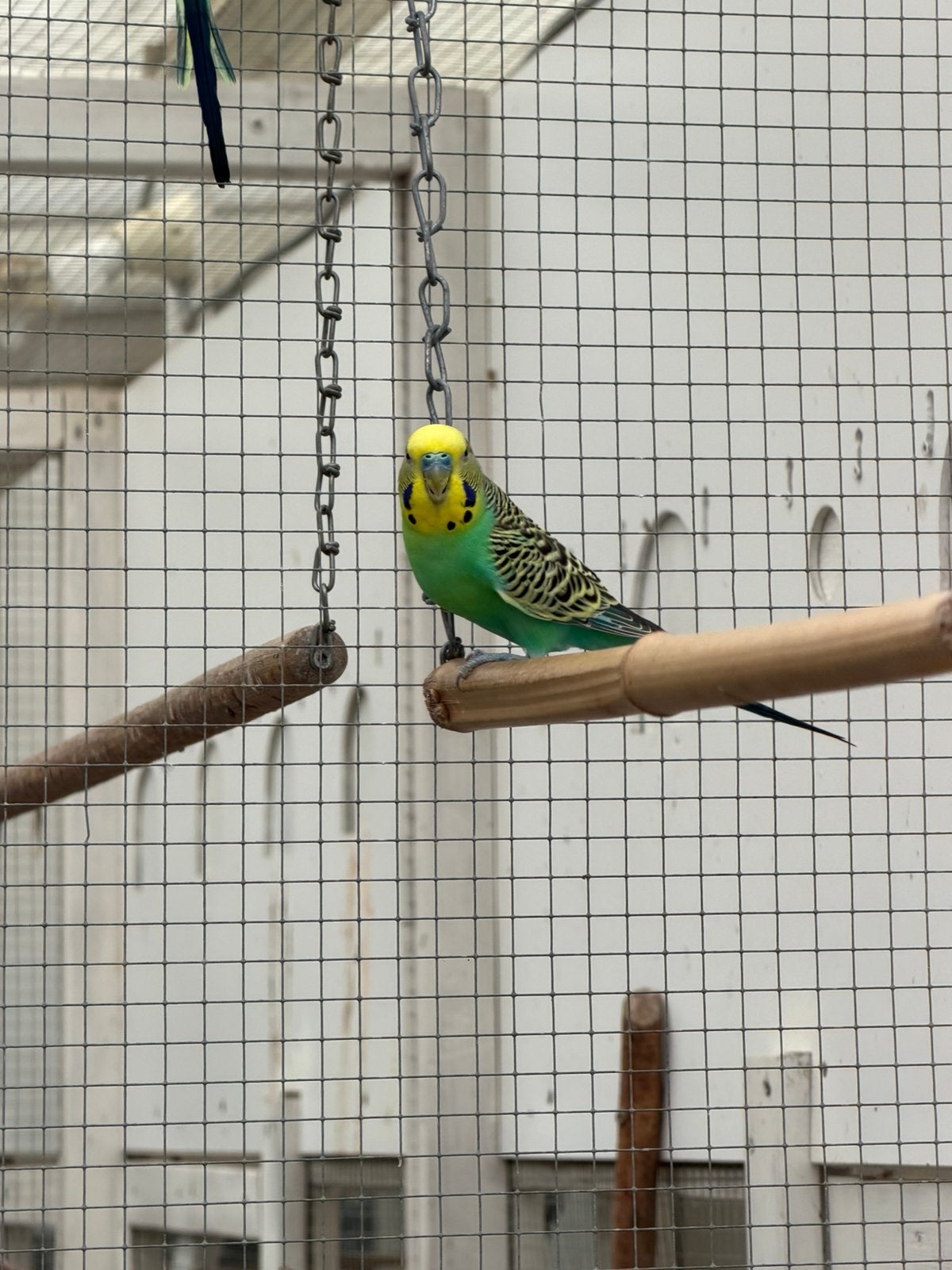 Parkieten, Dieren en Toebehoren, Vogels | Parkieten en Papegaaien, Meerdere dieren, Parkiet