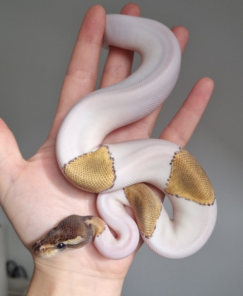 1.0 mojave piebald 66% het lavender albino Ball Python photo 3