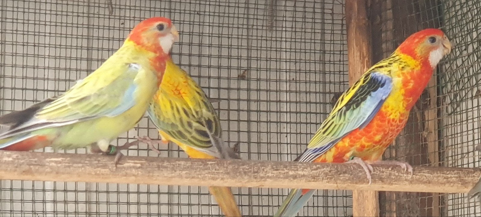 Rosella, Dieren en Toebehoren, Meerdere dieren, Parkiet, Geringd