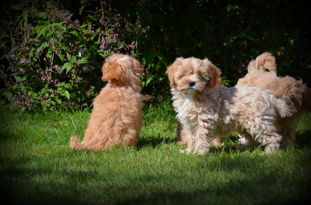 Chiots abricots Maltipoo, Autres races, Plusieurs, Hépatite contagieuse (maladie de Rubarth), Belgique
