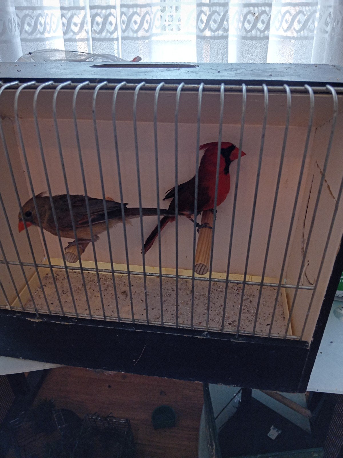 Koppel rode kardinalen 25, Dieren en Toebehoren, Vogels | Overige Vogels