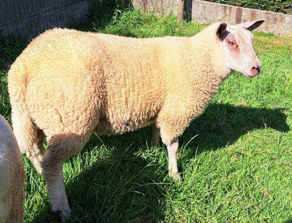 2 ooien van feb 2026, Dieren en Toebehoren, Vrouwelijk, Schaap, 0 tot 2 jaar