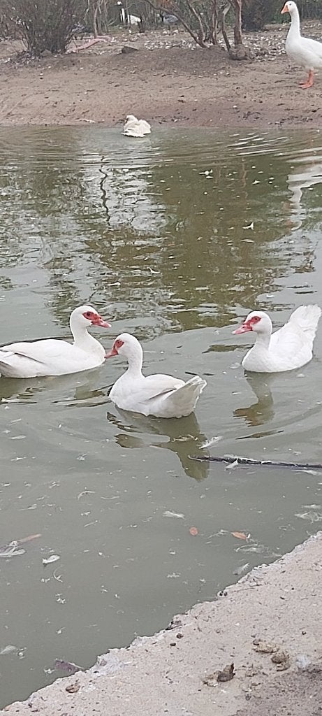 barberie eenden vrouwelijke, Dieren en Toebehoren, Vrouwelijk, Eend