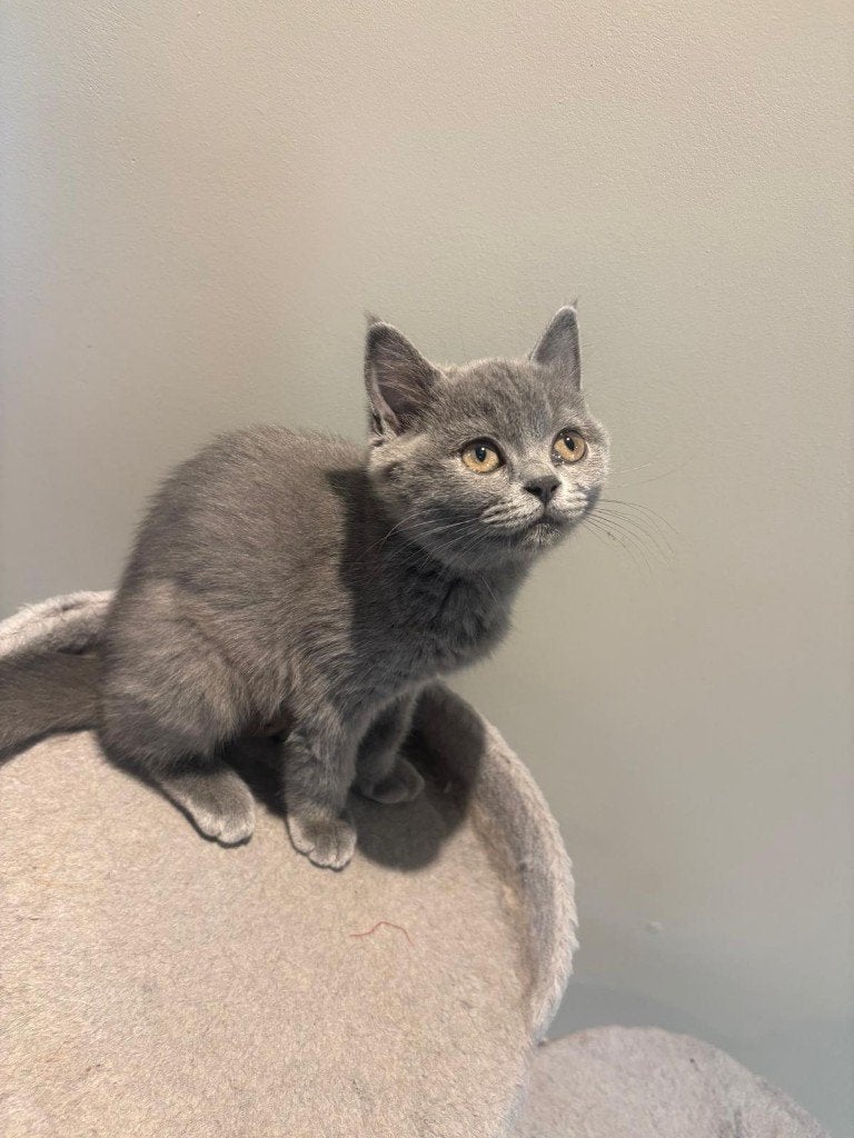 Britse korthaar kitten, Chatte ou Chat, Avec puce électronique, 0 à 2 ans