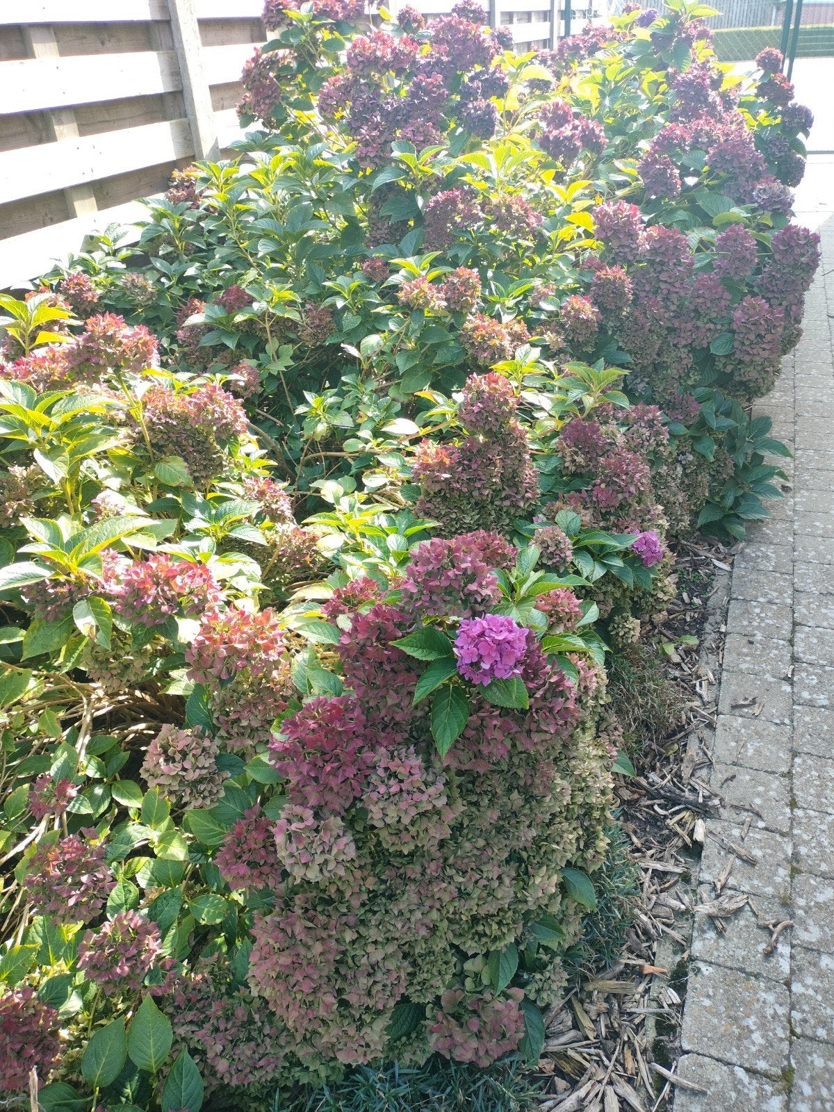 12 hortensia's +-1 m hoog, Enlèvement, Hortensia