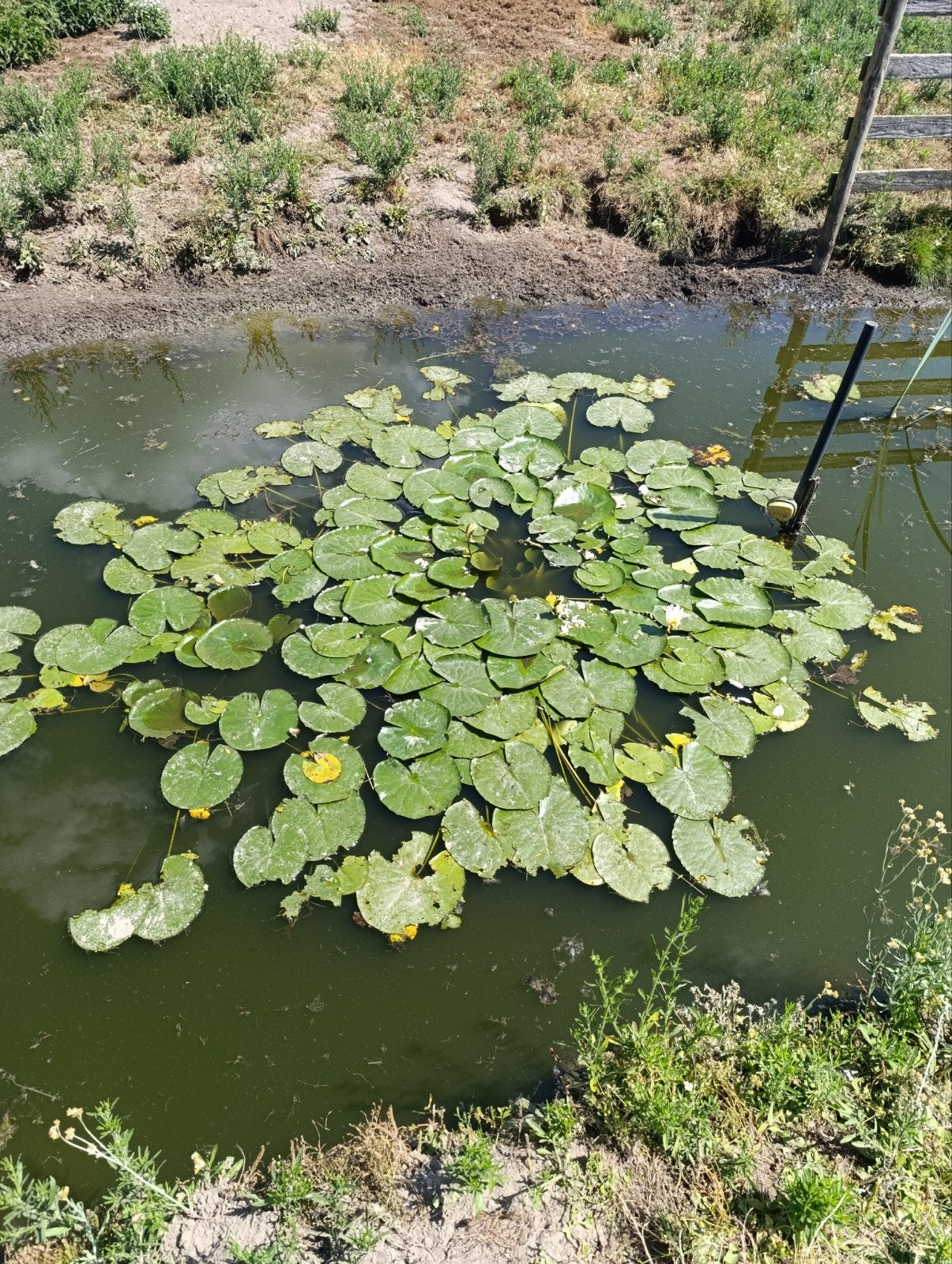 waterlelies, Enlèvement