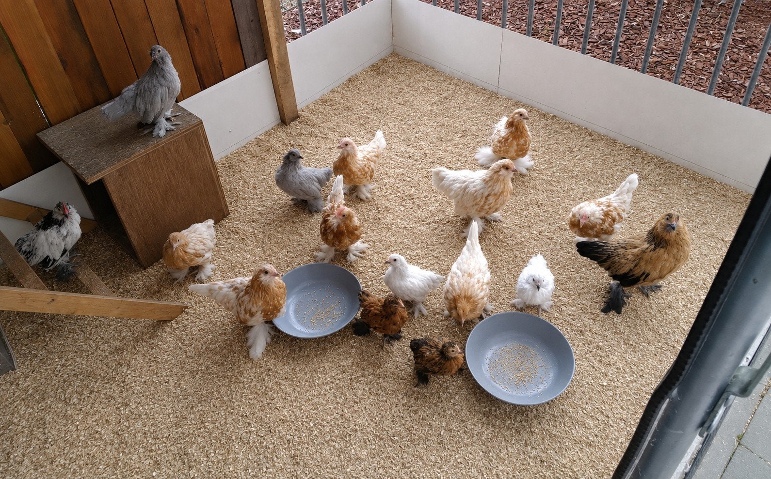 Ukkelse baardkrielen, Dieren en Toebehoren, Pluimvee