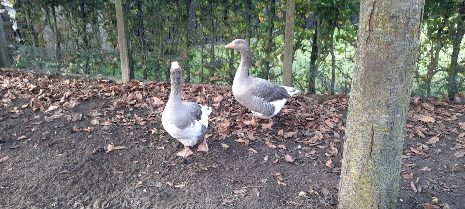 ganzen, Dieren en Toebehoren, Meerdere dieren, Gans of Zwaan