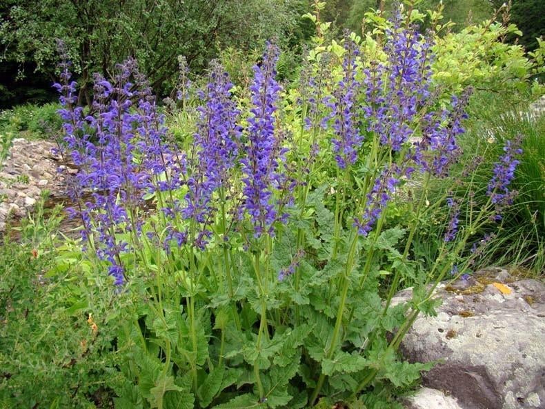 Salvia pratensis, Tuin en Terras, Planten | Tuinplanten, Vaste plant, Overige soorten, Volle zon, Zomer, Ophalen