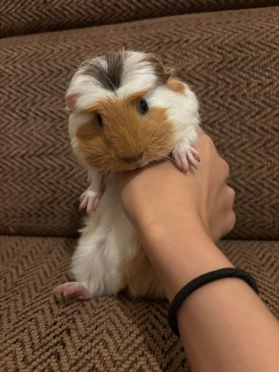 jonge cavia's, Juni, Meerdere dieren, Cavia