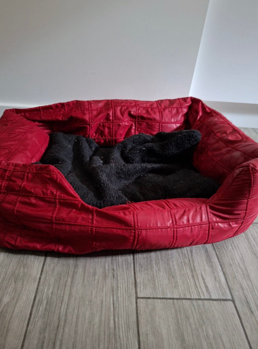 Dierennestje/mandje voor kat/hond, Ophalen