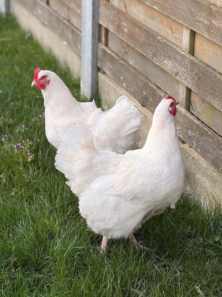 Jonge Hennen Kippen, Dieren en Toebehoren, Pluimvee, Vrouwelijk, Kip