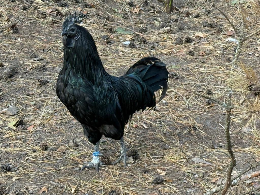 Ayam Cemani haan, Dieren en Toebehoren, Pluimvee, Kip