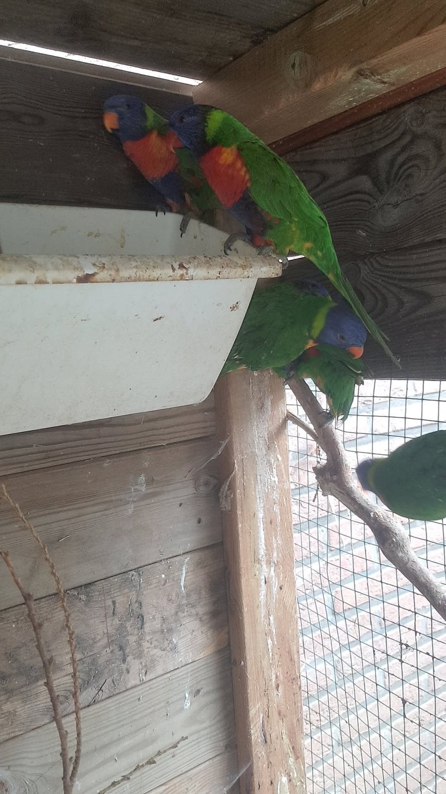 9 loris van blauwe bergen te koop, Dieren en Toebehoren, Vogels | Parkieten en Papegaaien, Meerdere dieren, Papegaai