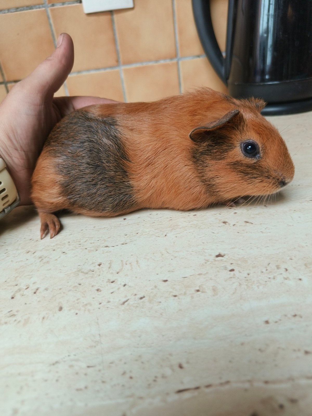 jong cavia mannelijk, Animaux & Accessoires, Rongeurs, Août, Mâle, Cobaye