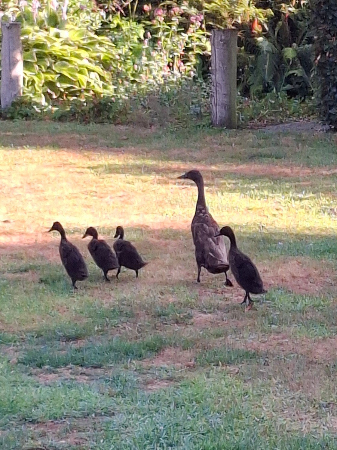 loopeenden, Canard