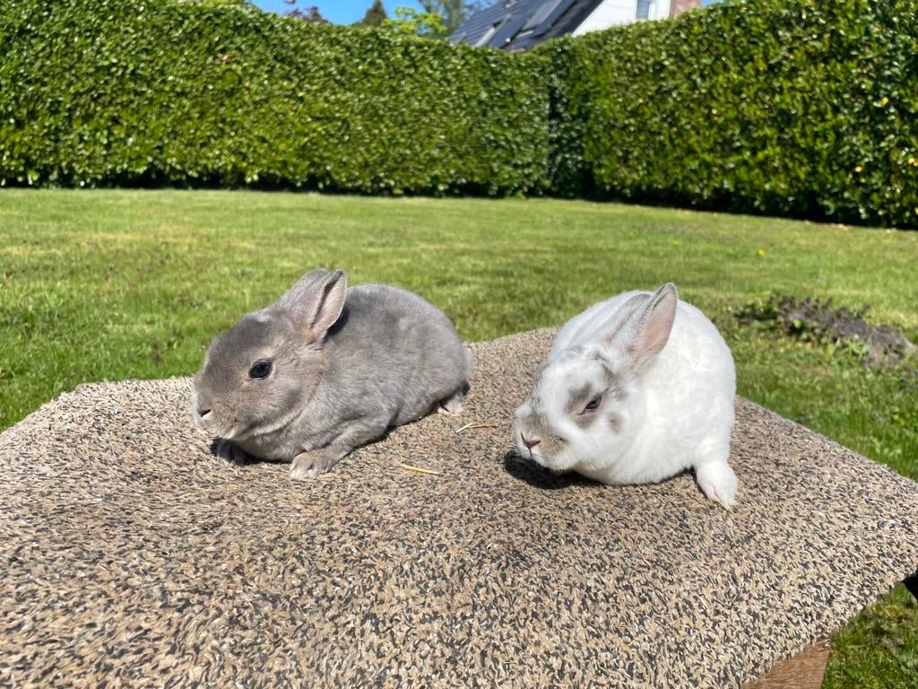 2 lapins nains Rex bleu-gris à vendre, Mâle, Nain, 0 à 2 ans