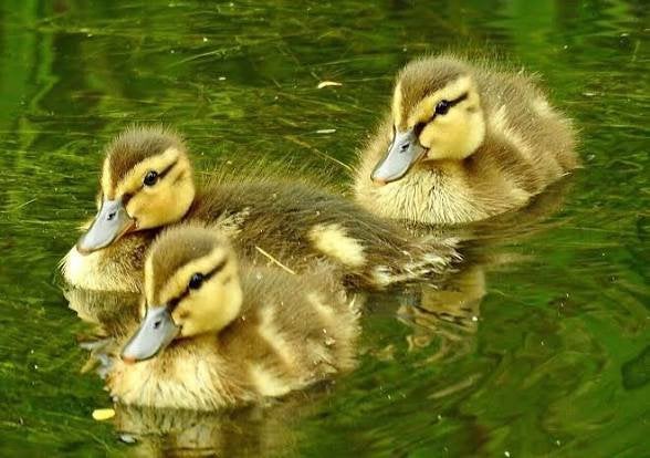 Poussins de canards sauvages élevés et mis en gelée, Animaux & Accessoires, Volatiles, Canard