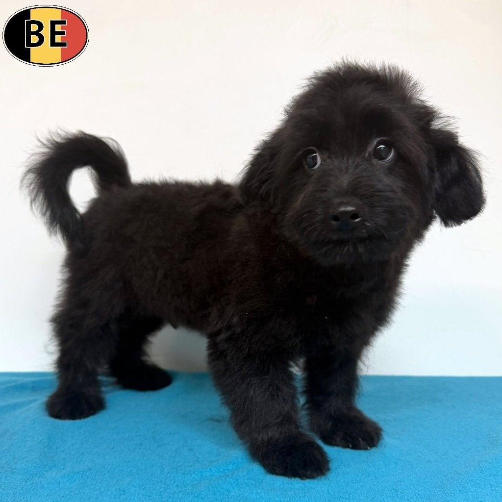 Pomapoo, reutjes te koop (Belgische pups), Parvo, België, 15 weken tot 1 jaar, Meerdere