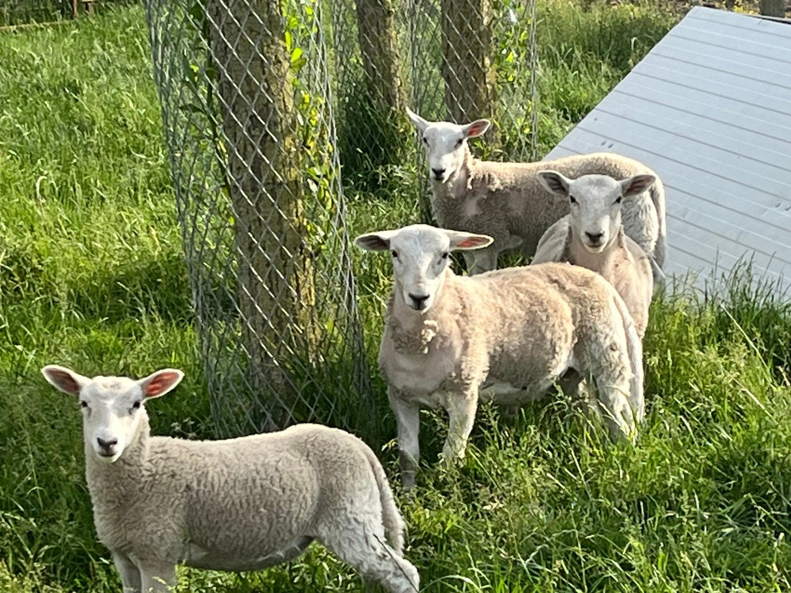 Easy care ramlammeren, Dieren en Toebehoren
