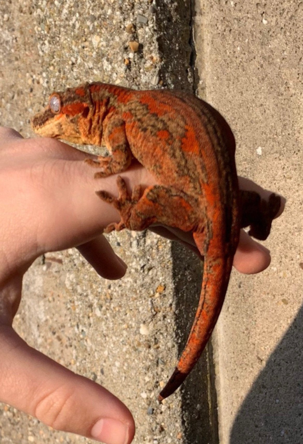 Gargoyle gekko + terrarium, Hagedis, Met terrarium, 0 tot 2 jaar