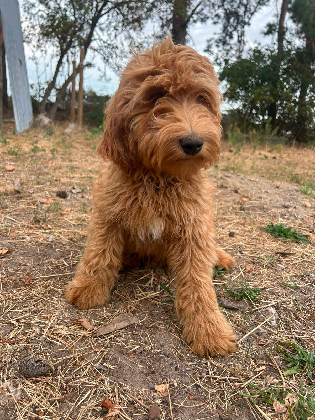 Mooie mini Labradoodle pups!, Dieren en Toebehoren, Honden | Retrievers, Spaniëls en Waterhonden, België, CDV (hondenziekte), 8 tot 15 weken