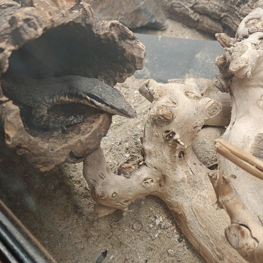 Varanus glauerti, Dieren en Toebehoren, Reptielen en Amfibieën
