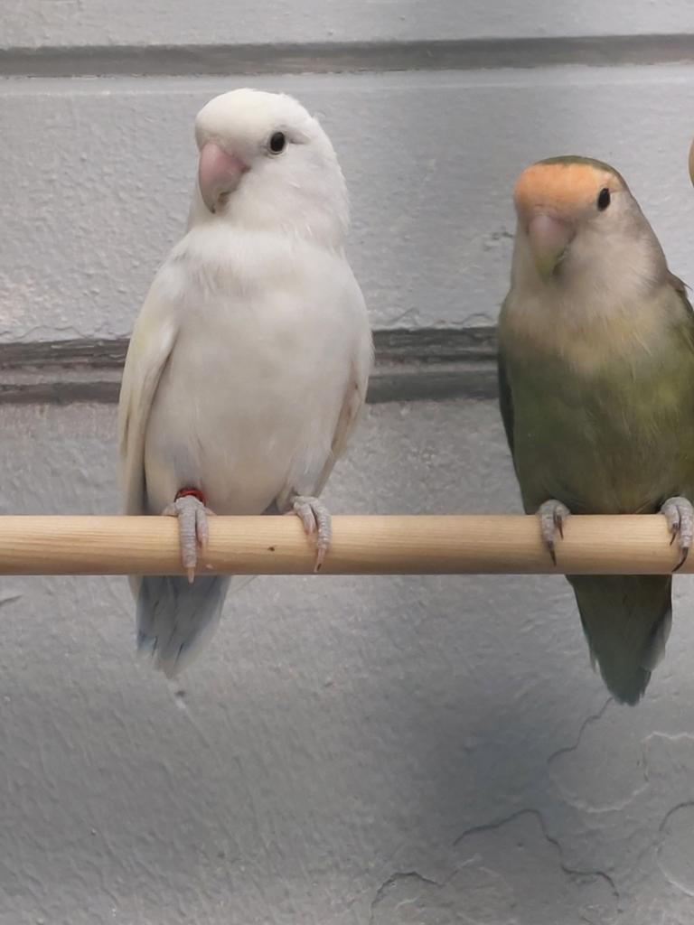 Agapornis roseicollie koppel bewezen, Dieren en Toebehoren, Vogels | Parkieten en Papegaaien