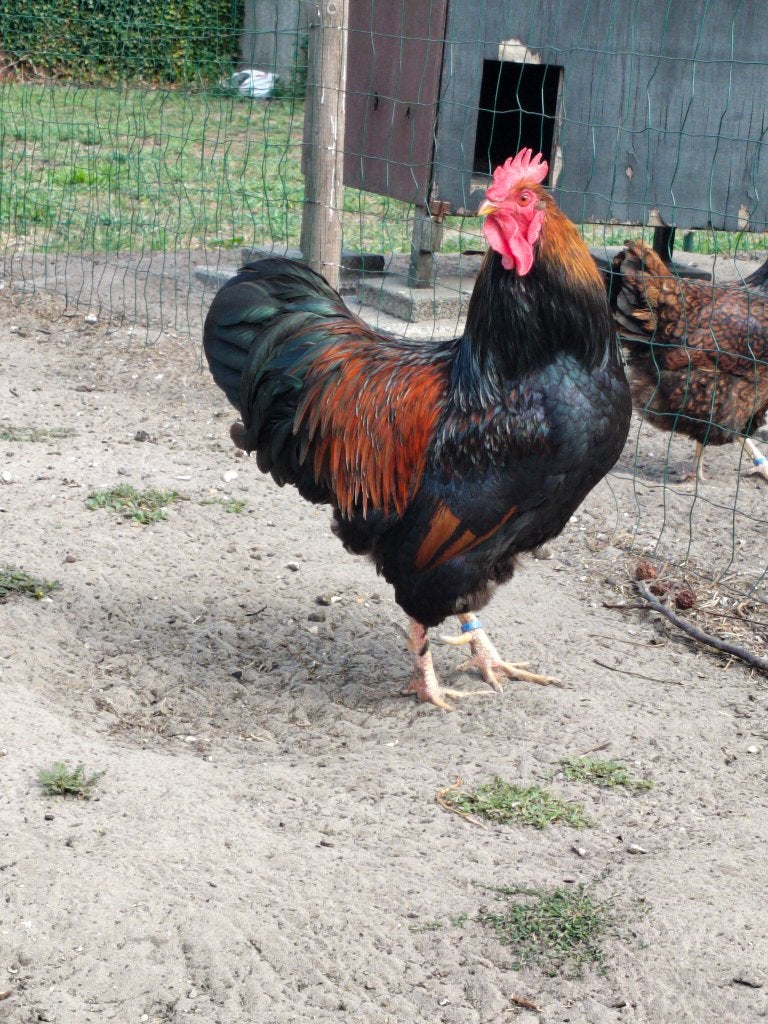 Barnevelder haan, Dieren en Toebehoren, Mannelijk, Kip