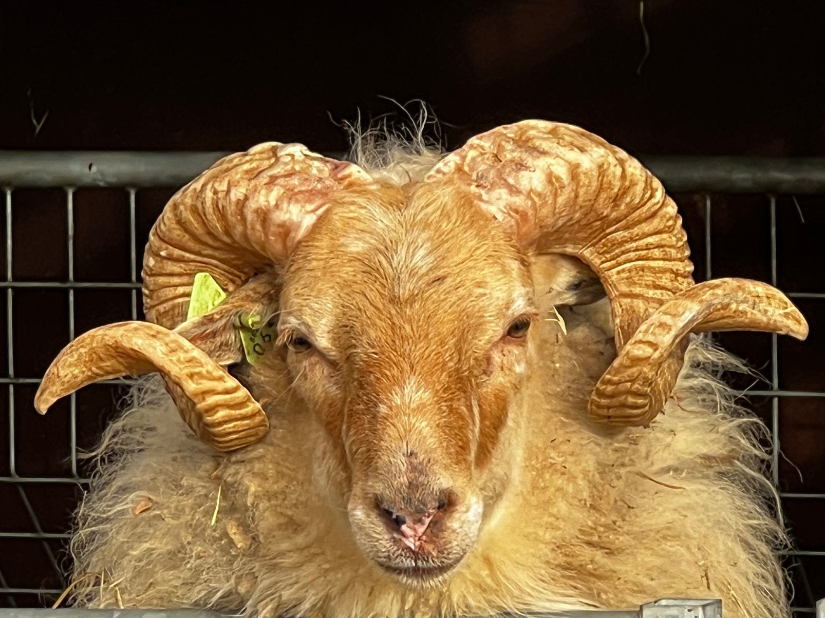 Ram Drents heideschaap/pas pour manger, Dieren en Toebehoren, Schapen, Geiten en Varkens