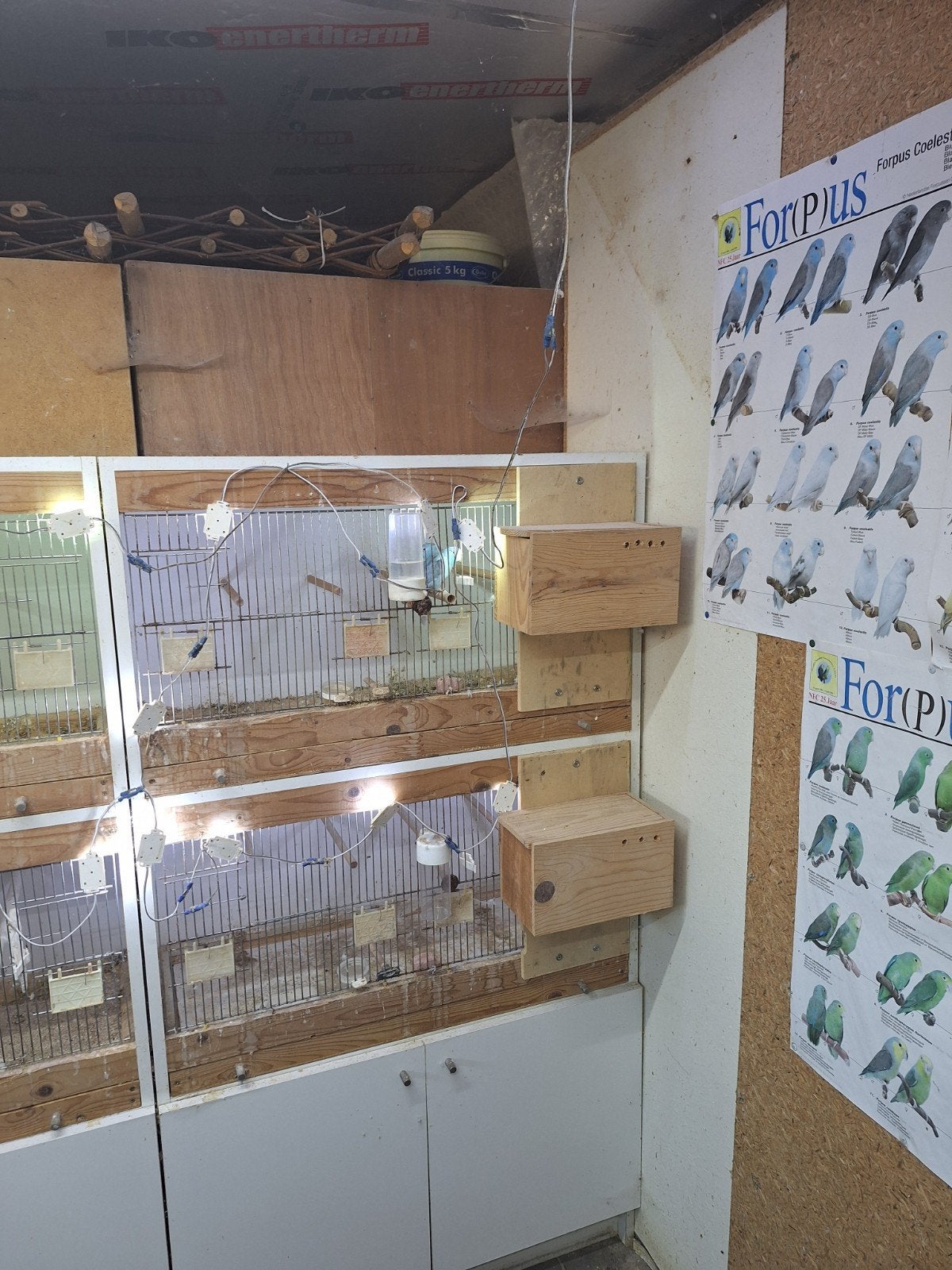 Forpussen en bijhorende kweekkastten, Dieren en Toebehoren