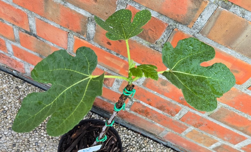 Vijgenboom 'BROWN TURKEY' vijgen boom Ficus Carica 1v3, Tuin en Terras, Ophalen, Lente, Volle zon, In pot