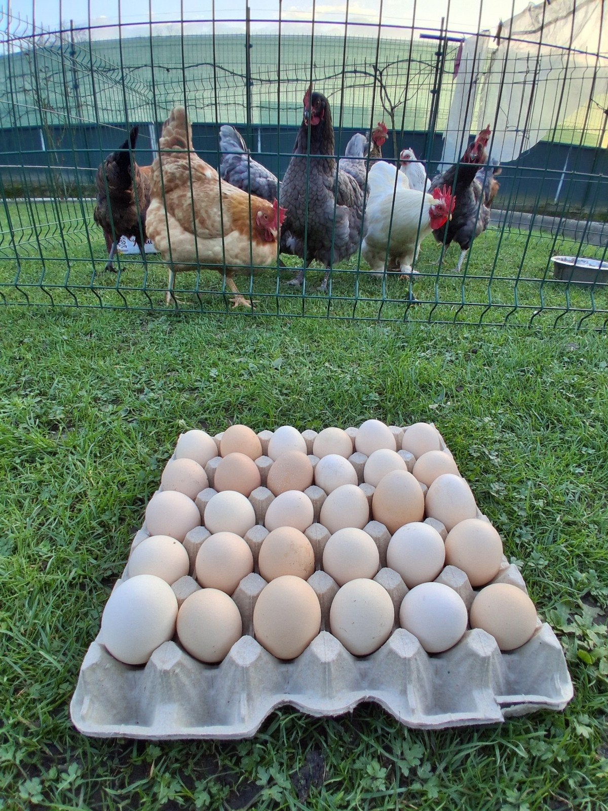 De délicieux œufs de poule naturels, Femelle, Poule ou poulet