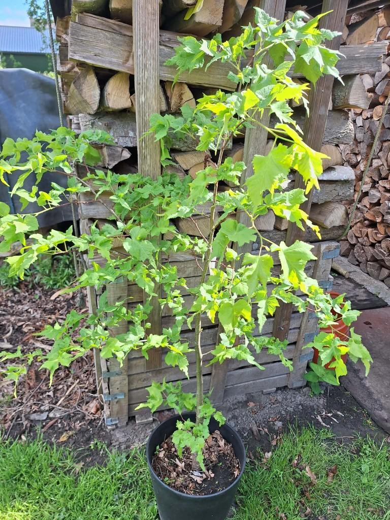 tilia of linde, Tuin en Terras, Ophalen, 100 tot 250 cm