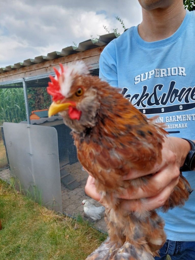 Jonge haan mix zijdehoen/cochin kriel - gratis af te halen, Mannelijk, Kip
