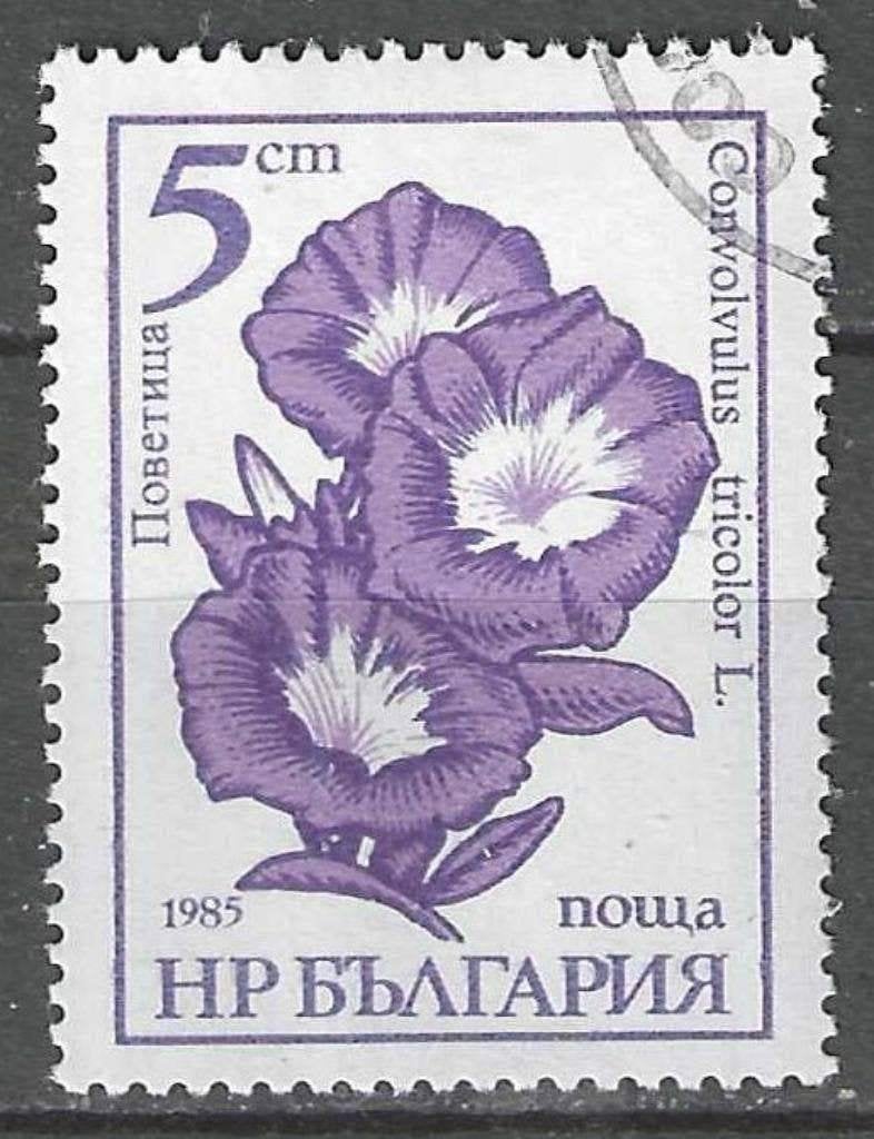 Bulgarie 1985 - Yvert 2955 - Convolvulus tricolor (ST), Envoi, Bulgarie, Affranchi