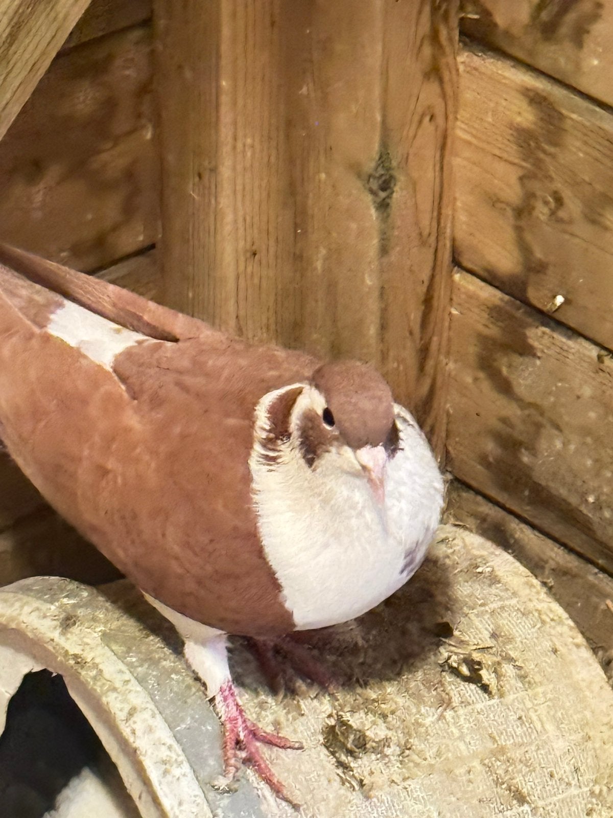 Mooi duiven, Dieren en Toebehoren, Mannelijk, Postduif
