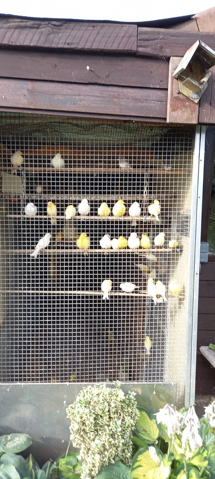 kanaries te koop, Dieren en Toebehoren, Vogels | Kanaries