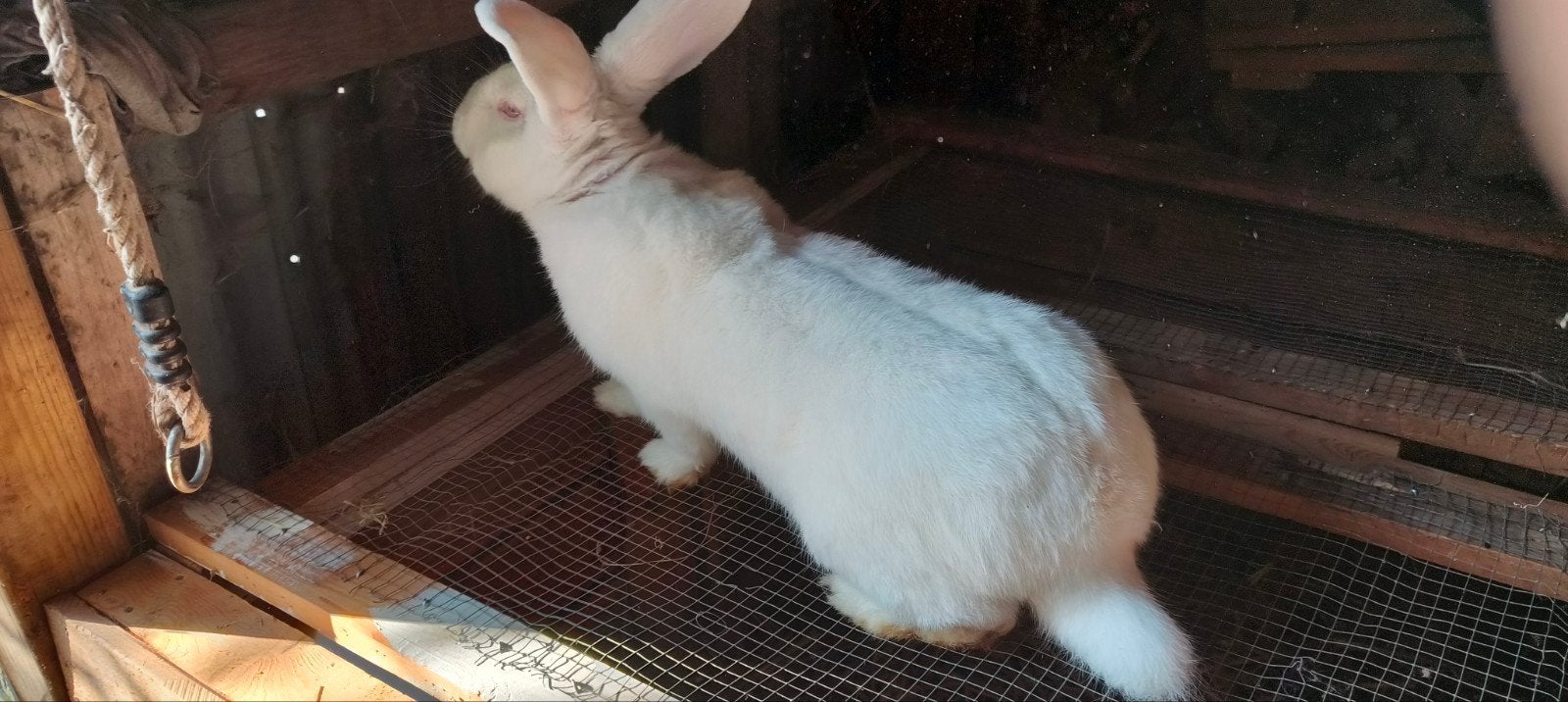 mannelijk konijn groot goed voor kweek r, Dieren en Toebehoren, Mannelijk, Groot