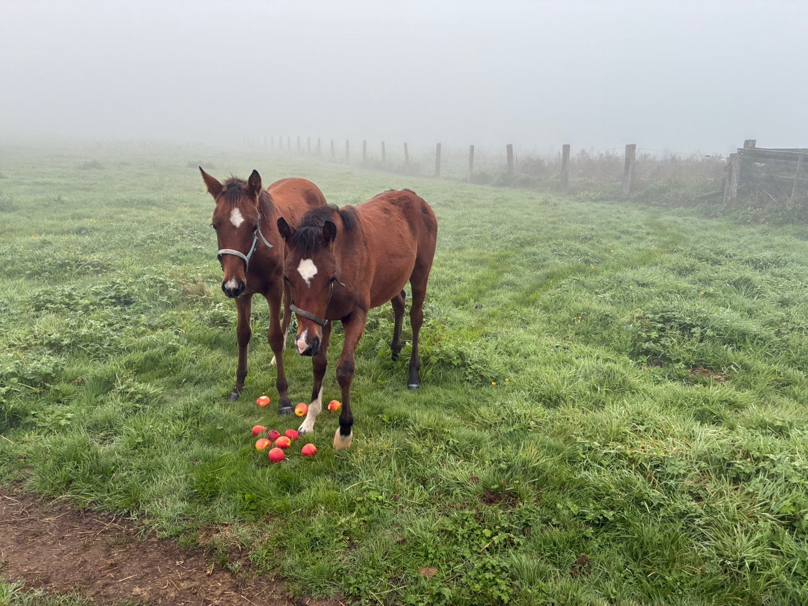 Mooie d-pony merrie veulens, Dieren en Toebehoren, Merrie, Met stamboom, Niet van toepassing, Springpony
