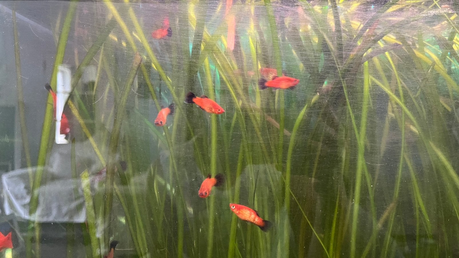 Platy’s (Xiphophorus maculatus), rode/oranje kweekvariant., Vis, Zoetwatervis
