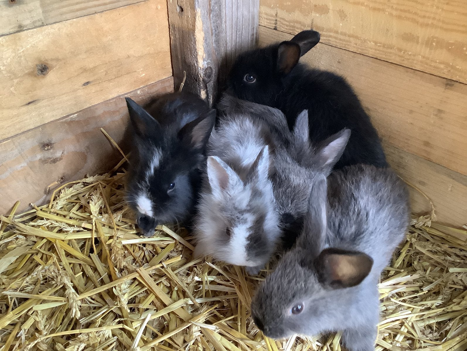 Jonge grote konijnen, Mannelijk, Middelgroot, 0 tot 2 jaar
