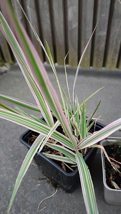 Bont Rietgras /Phalaris arundinacea 'Picta', Vaste plant, Halfschaduw, Zomer, Ophalen