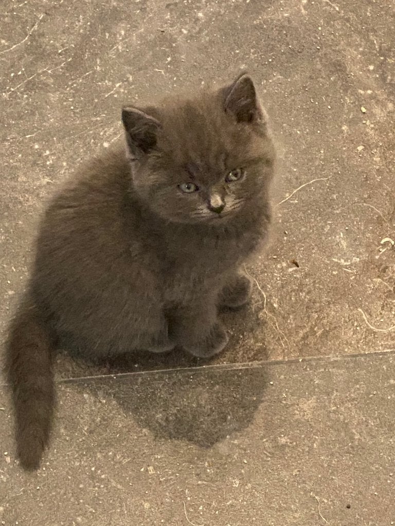 Britse korthaar, Dieren en Toebehoren, Kater, Gechipt, 0 tot 2 jaar