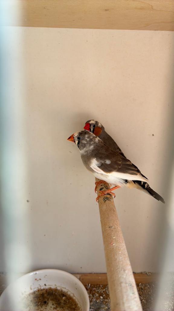 Zebravinken 5€/stuk, Dieren en Toebehoren, Vogels | Overige Vogels, Meerdere dieren, Tropenvogel