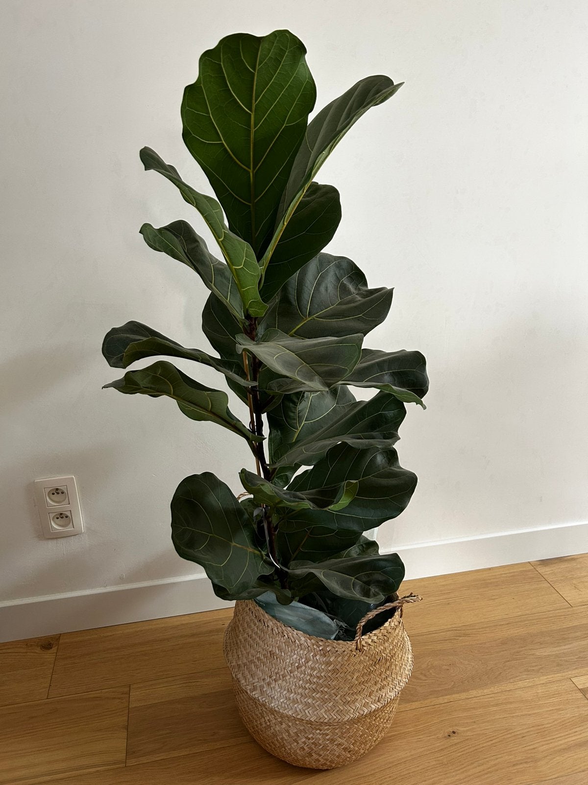 Grote Ficus lyrata / vioolbladplant, Huis en Inrichting, Ophalen, 100 tot 150 cm, Overige soorten, Halfschaduw