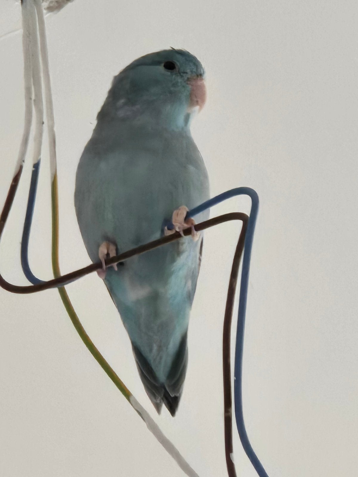 parkiet, Animaux & Accessoires, Oiseaux | Perruches & Perroquets, Femelle, Perroquet nain ou Inséparable, Bagué